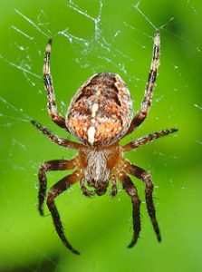 240px-araneus_diadematus_aka